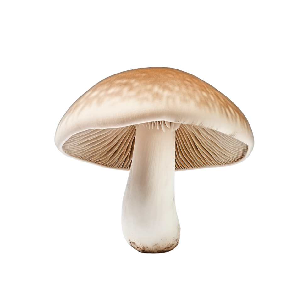 AI generated Mushroom clip art png