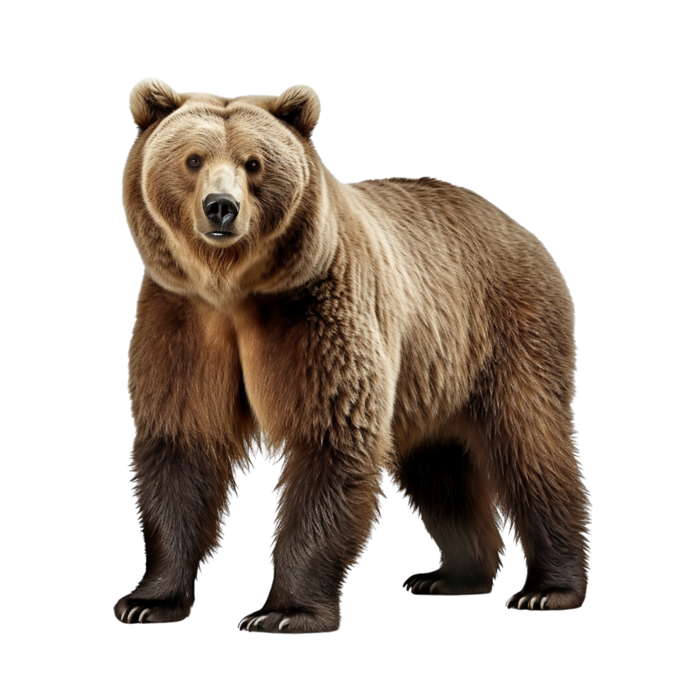 AI generated Bear clip art png