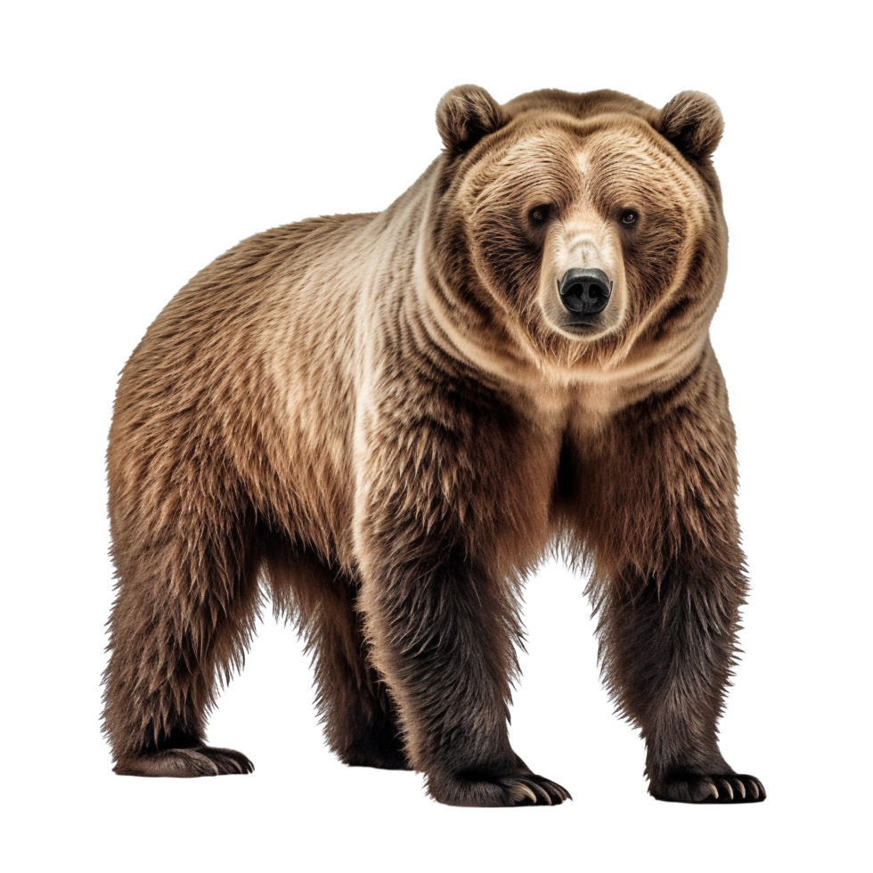 AI generated Bear clip art png