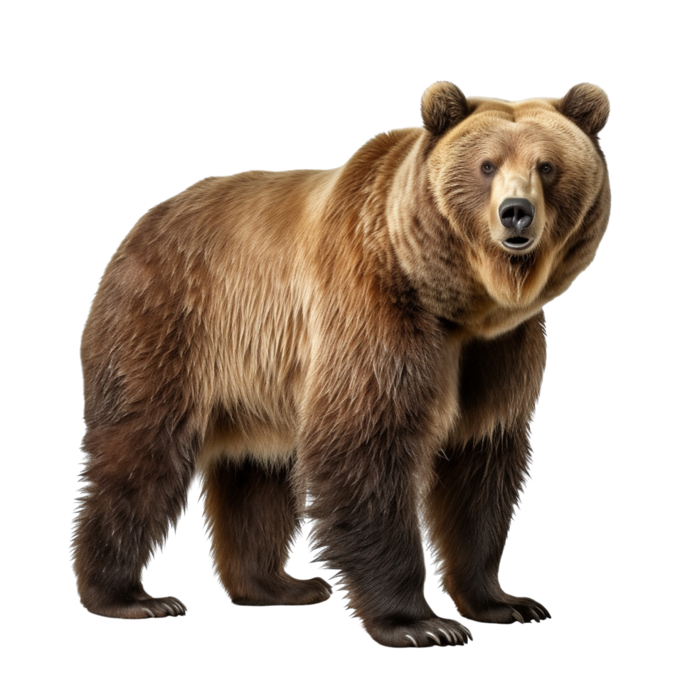 AI generated Bear clip art png