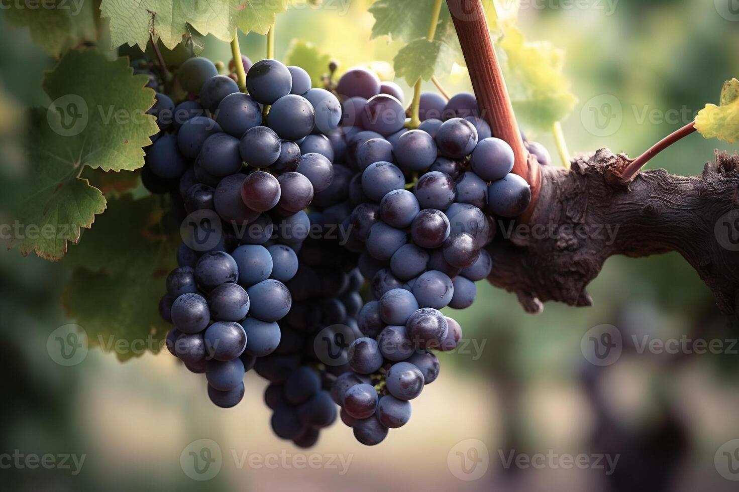 AI generated Old Vine with Red Wine Grapes. created with Generative AI photo