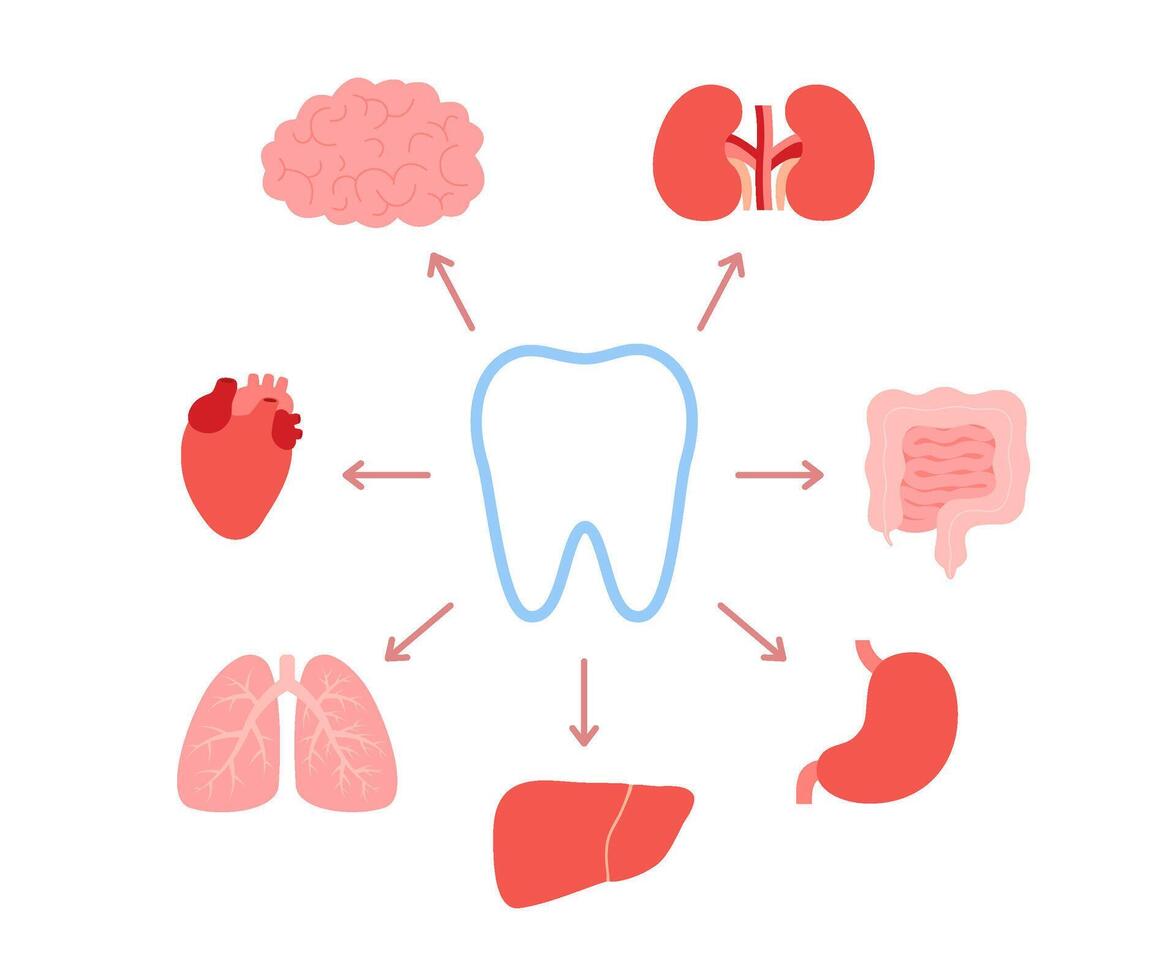 conexión de sano dientes y interno órganos relación de humano diente y cerebro, riñones, intestino, estómago, hígado, pulmones, corazón. impacto de dental salud y masticación en interno órganos vector