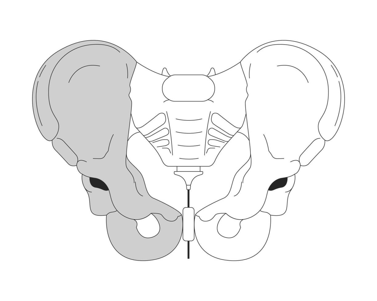Pelvis bone anatomy black and white 2D line cartoon object. Pelvic girdle isolated vector outline item. Medical surgery. Structure skeleton human body part monochromatic flat spot illustration