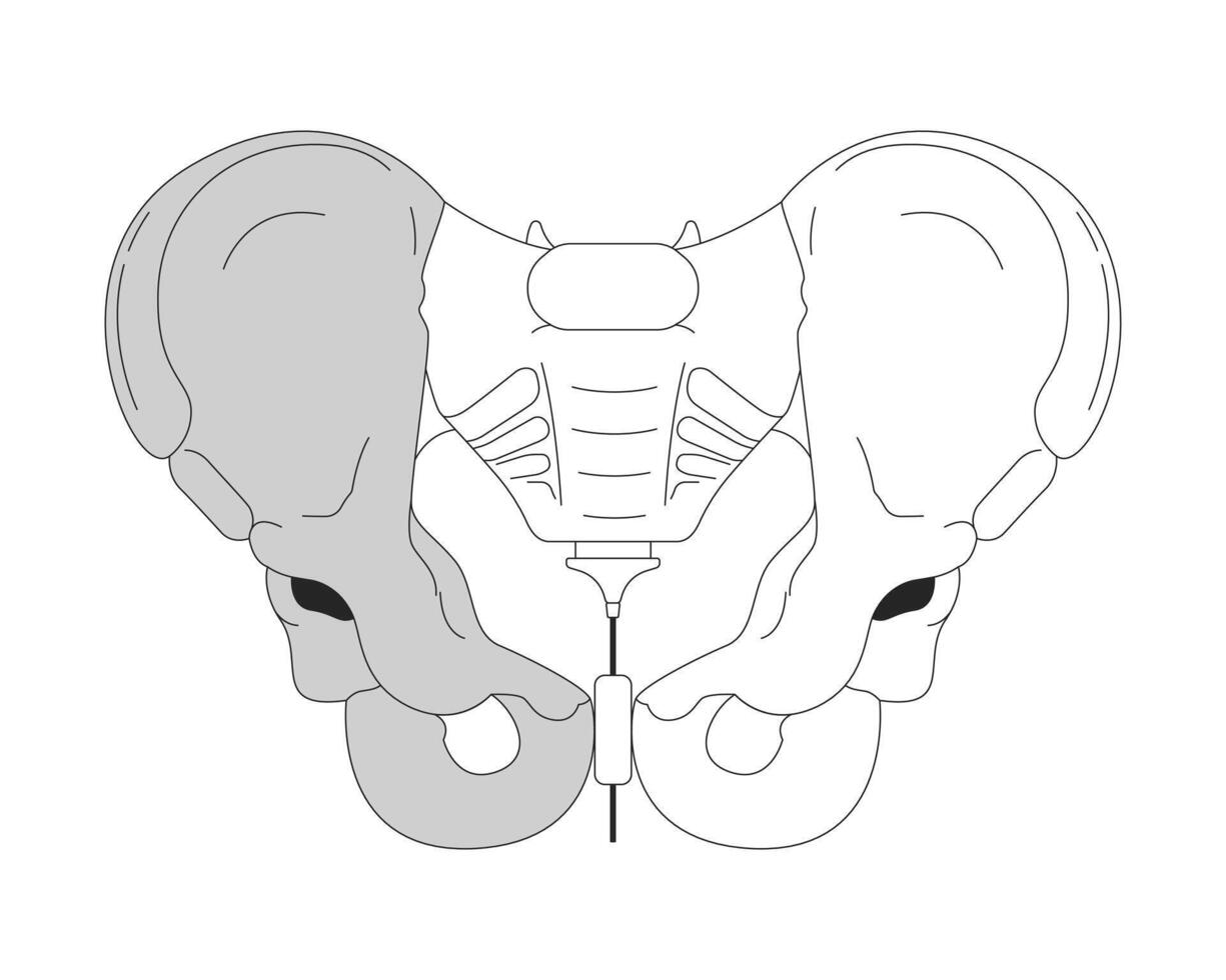 pelvis hueso anatomía negro y blanco 2d línea dibujos animados objeto. pélvico faja aislado vector contorno artículo. médico cirugía. estructura esqueleto humano cuerpo parte monocromo plano Mancha ilustración