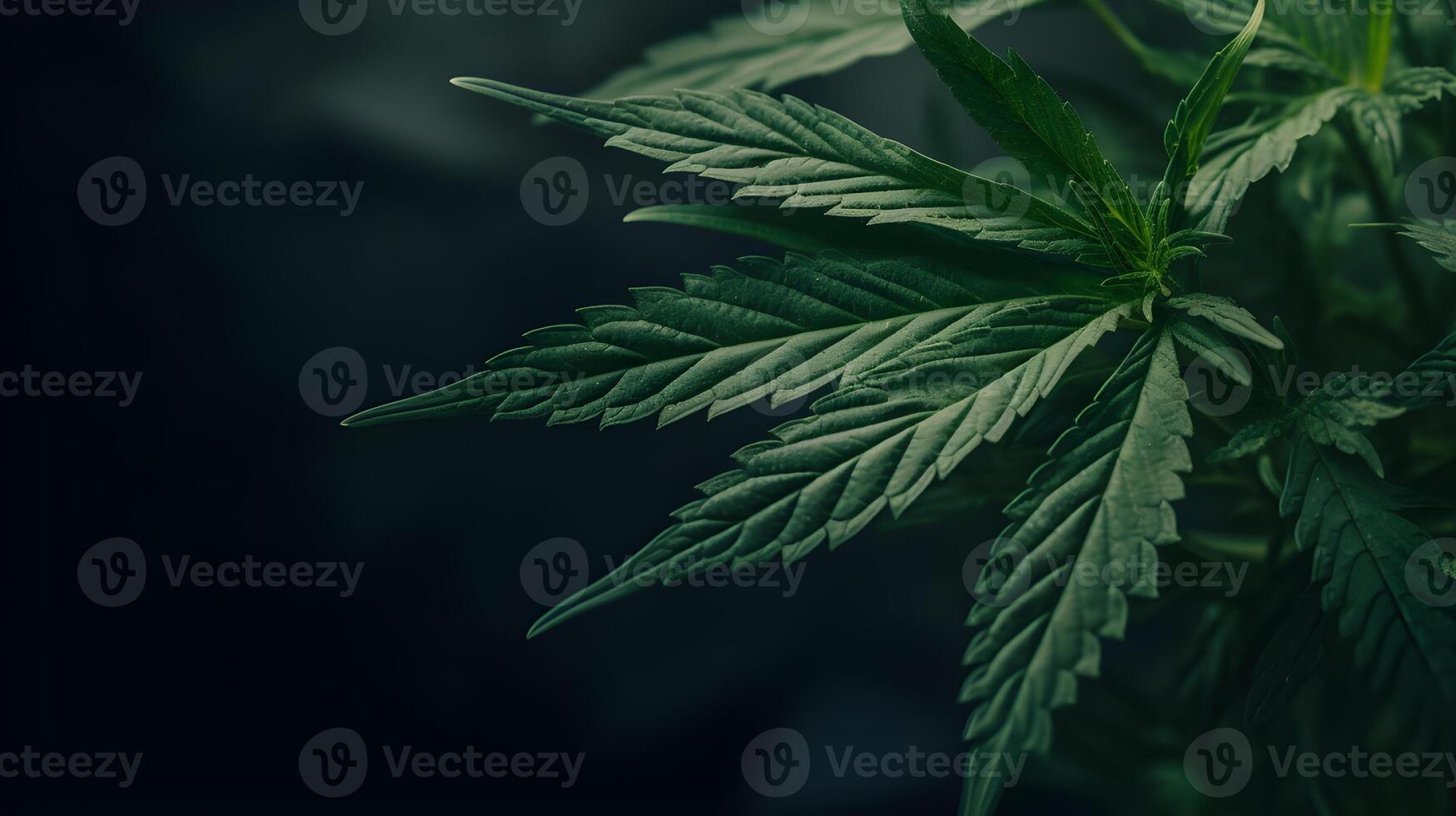AI generated Green cannabis leaves creating a textured and natural background. created with Generative AI photo