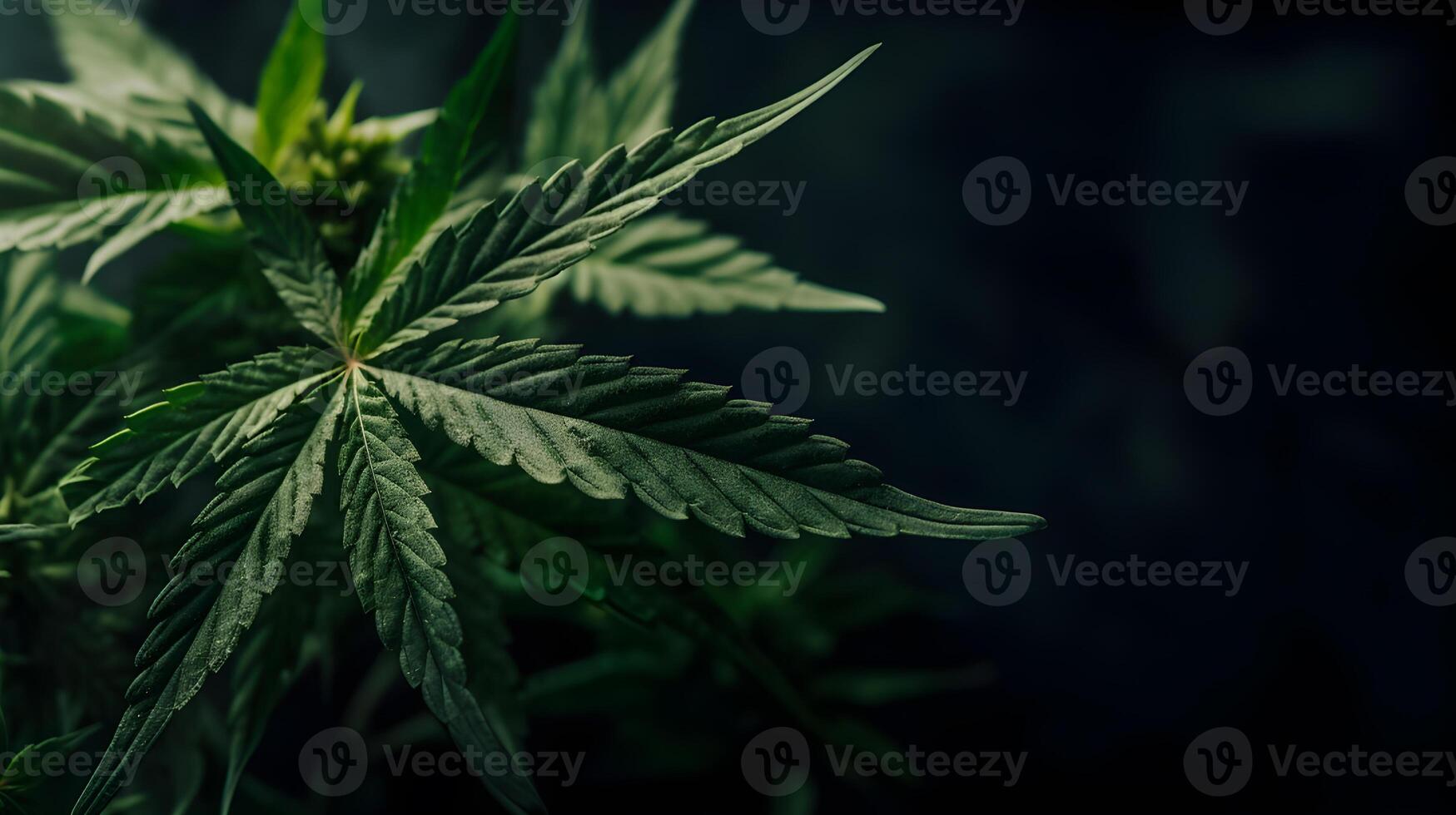 AI generated Green cannabis leaves creating a textured and natural background. created with Generative AI photo