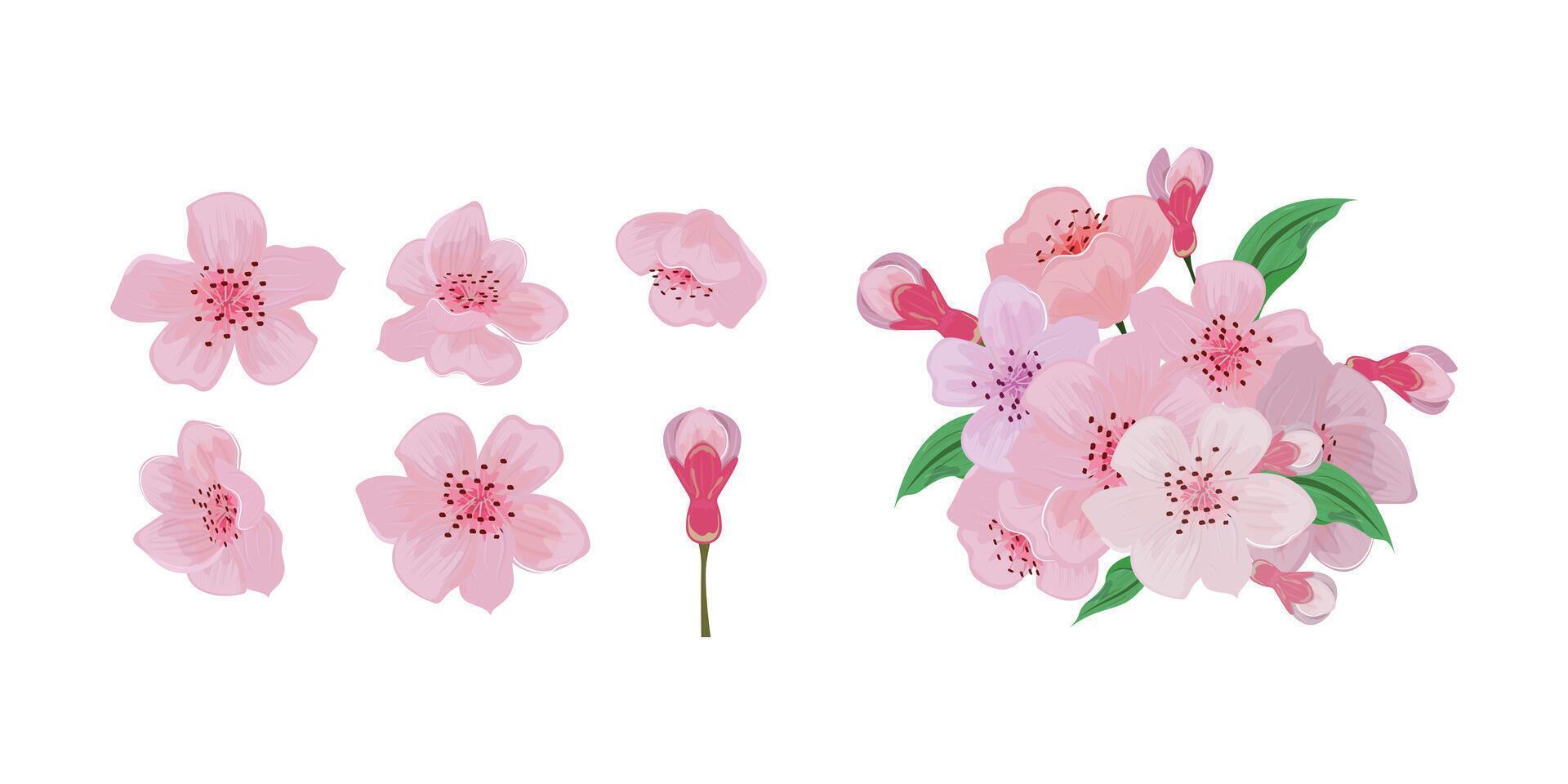 Clip art of cherry blossom vector