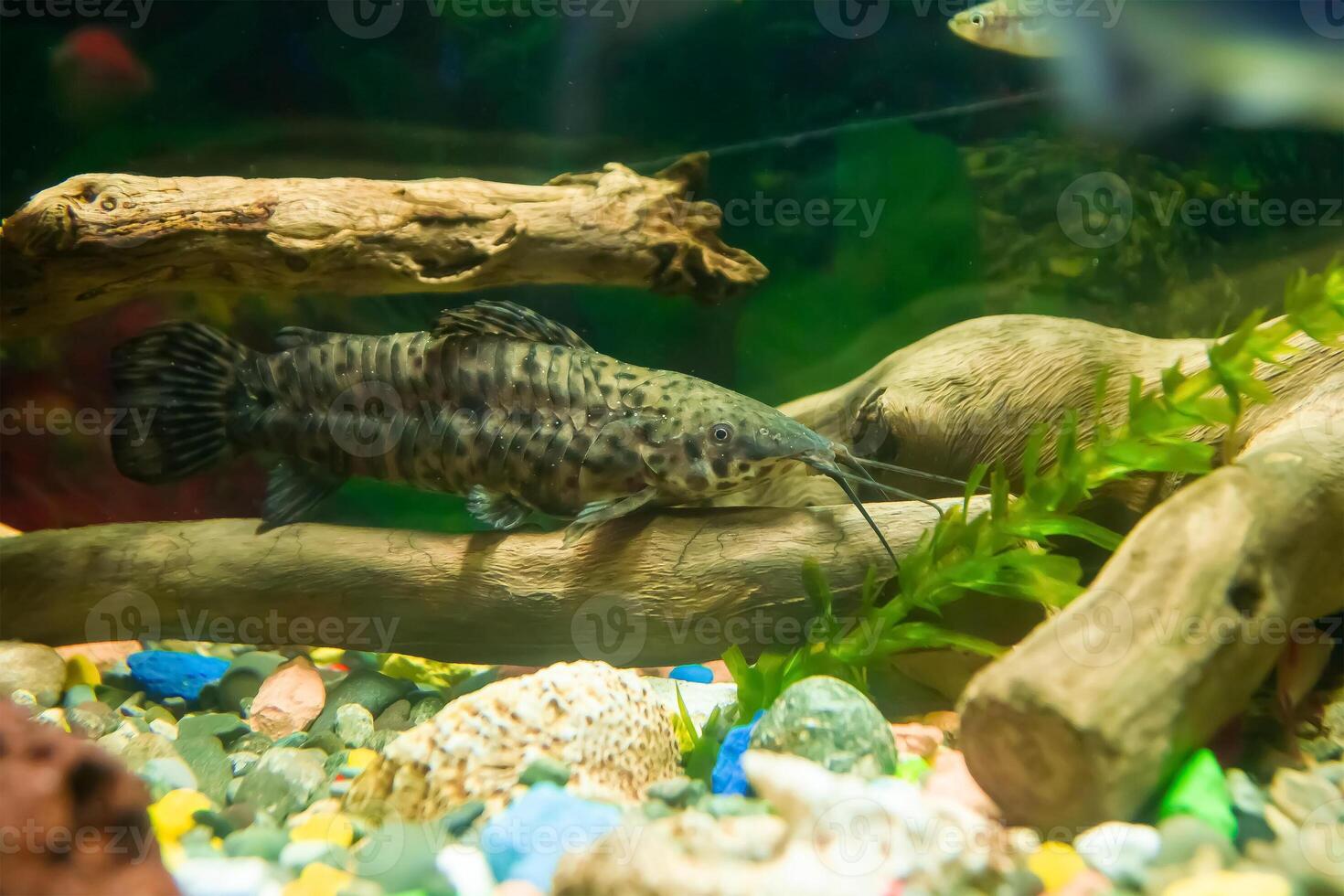 fish in aquarium, aquarium with fish, fish swimming in aquarium photo