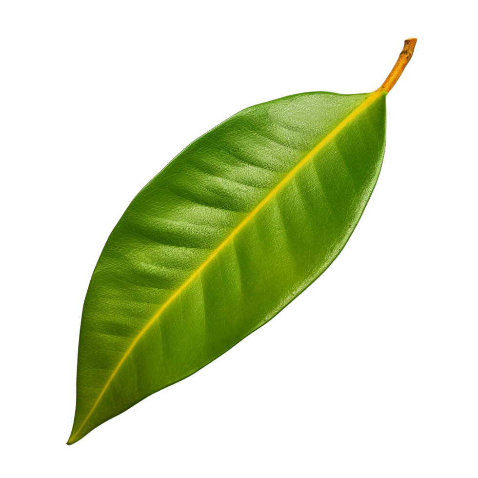 AI generated Mango leaf clip art png