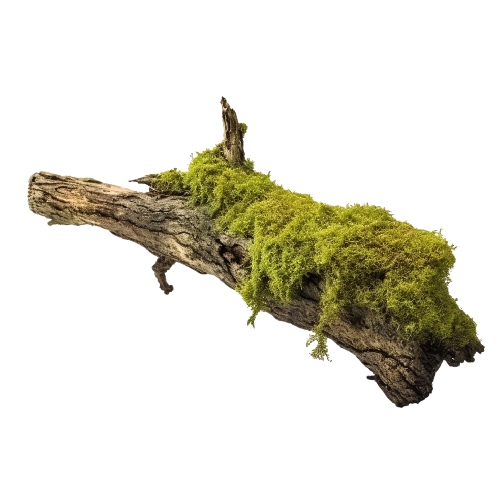 AI generated Green moss on rotten bark tree clip art png