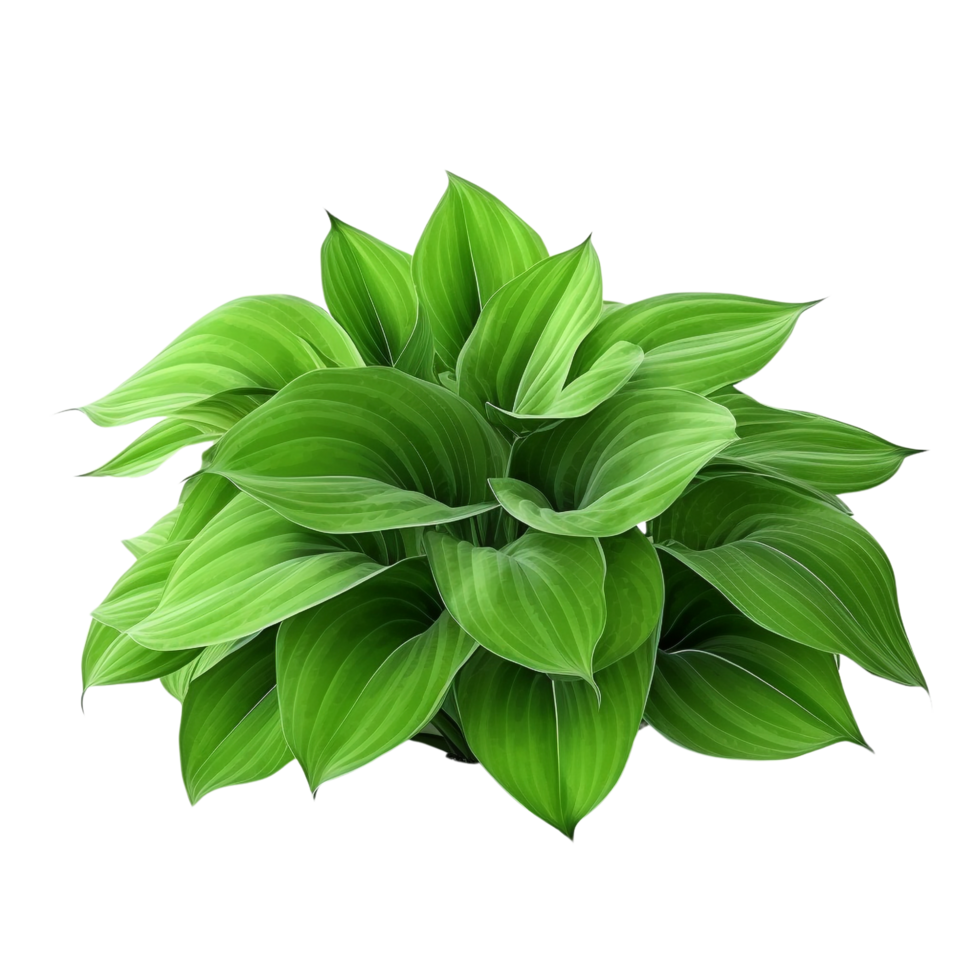 AI generated Green leaves hosta plant bush clip art png