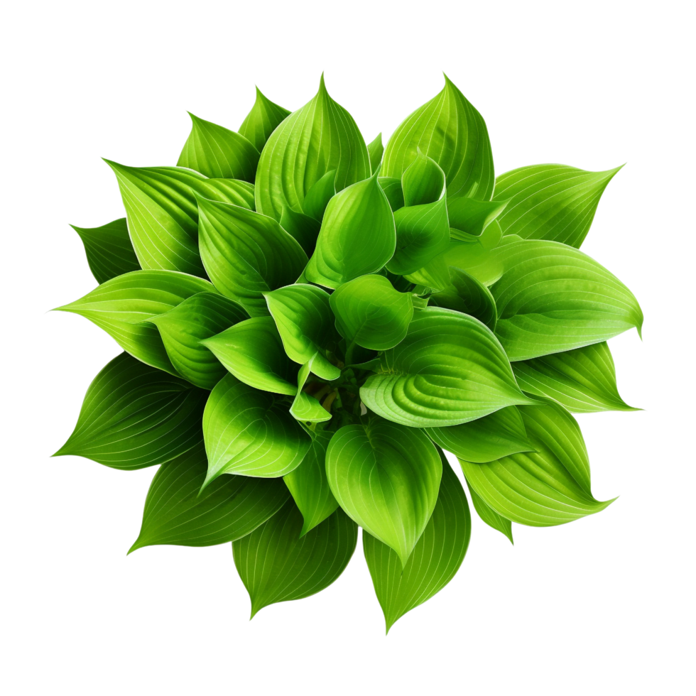 ai generado verde hojas hosta planta arbusto acortar Arte png