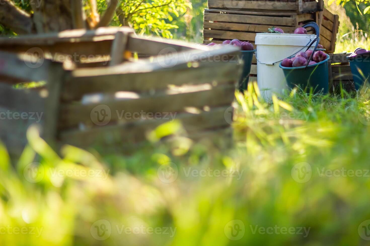 person in apple orchard, person in the garden photo