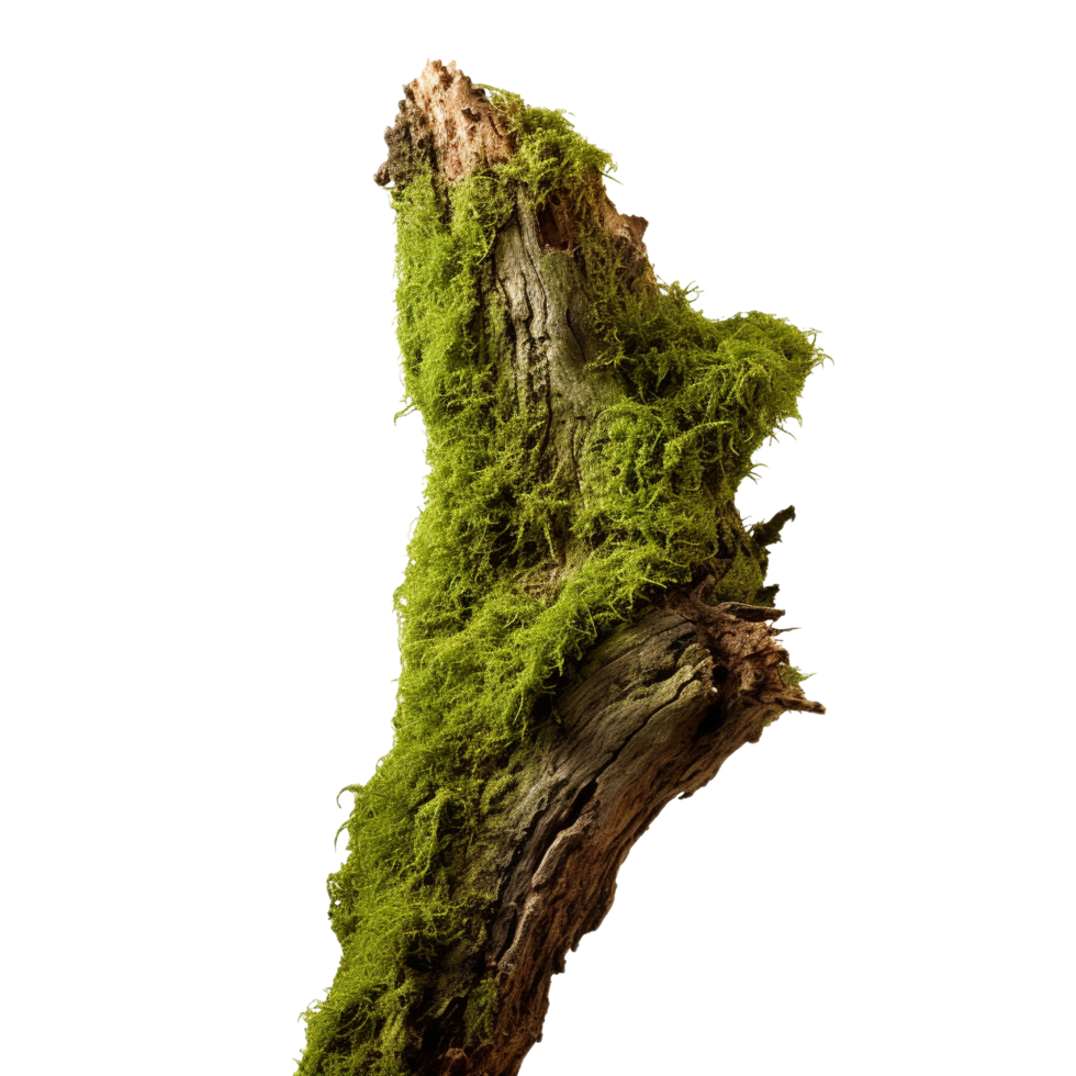 AI generated Green moss on rotten bark tree clip art png