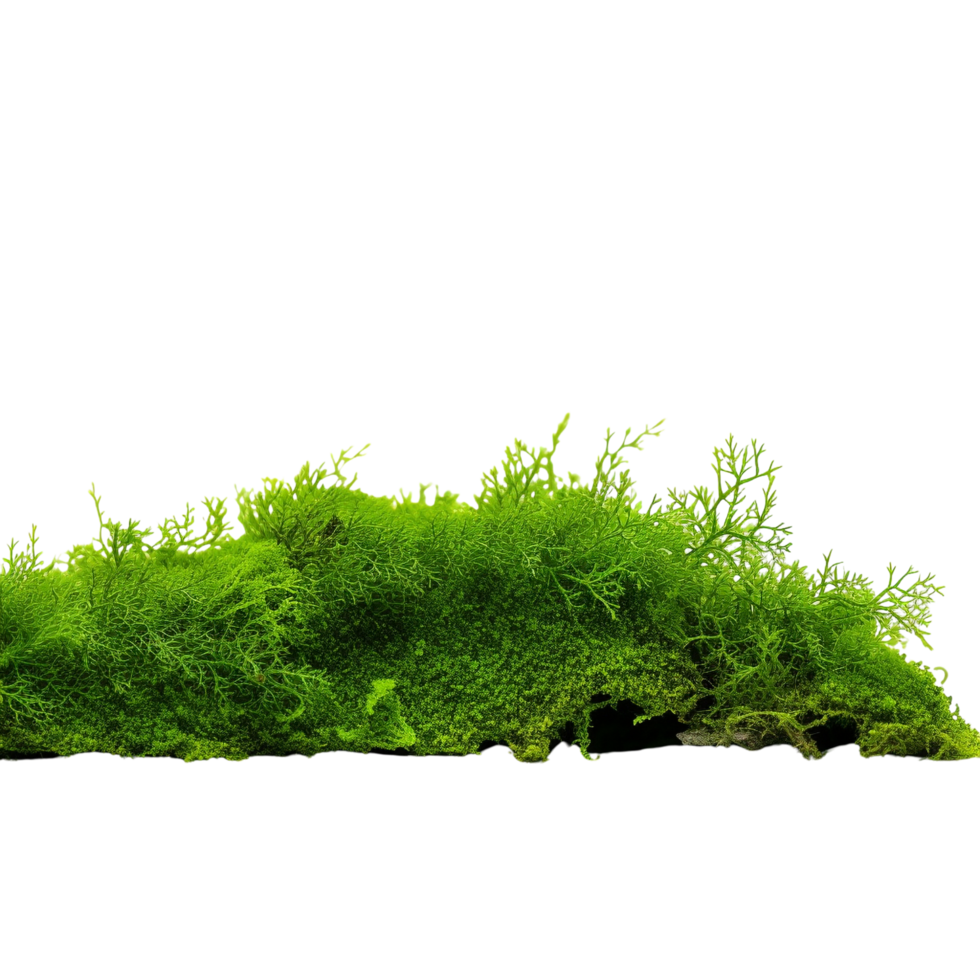 AI generated Green moss with grass clip art png