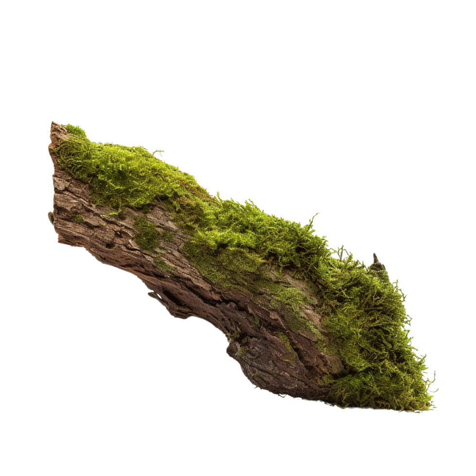 AI generated Green moss on rotten bark tree clip art png