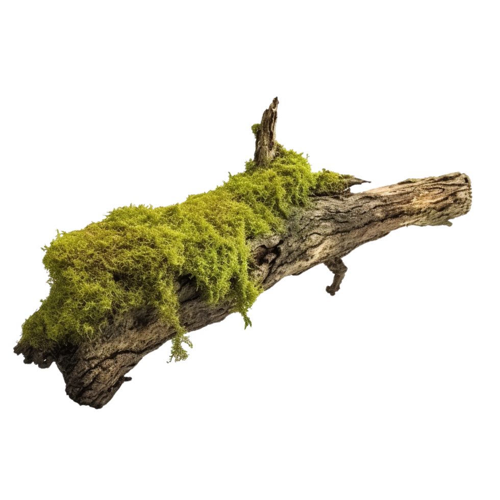 AI generated Green moss on rotten bark tree clip art png