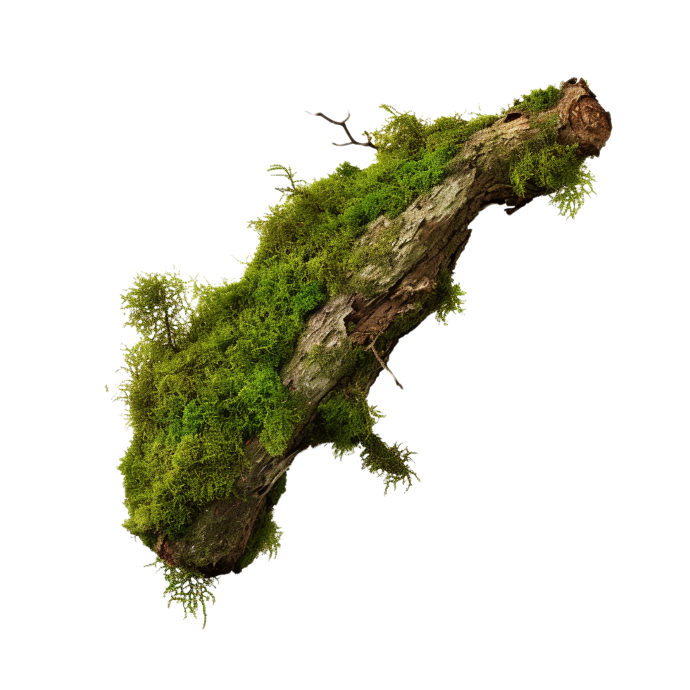 AI generated Green moss on rotten bark tree clip art png