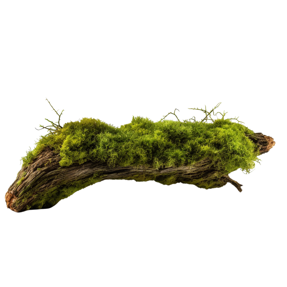 AI generated Green moss on rotten bark tree clip art png