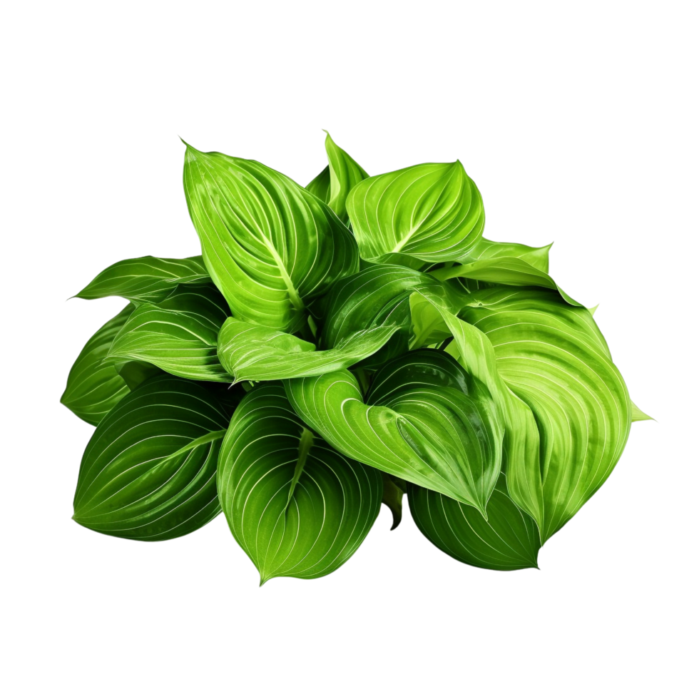 AI generated Green leaves hosta plant bush clip art png