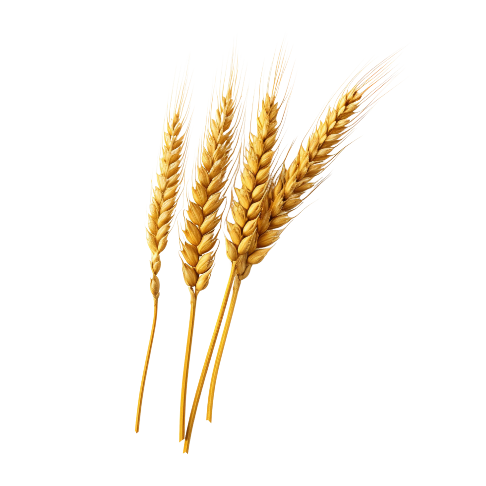 AI generated Golden wheat stalk clip art png