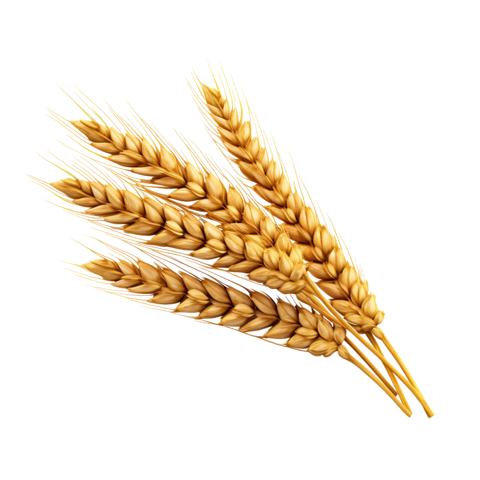 AI generated Golden wheat stalk clip art png