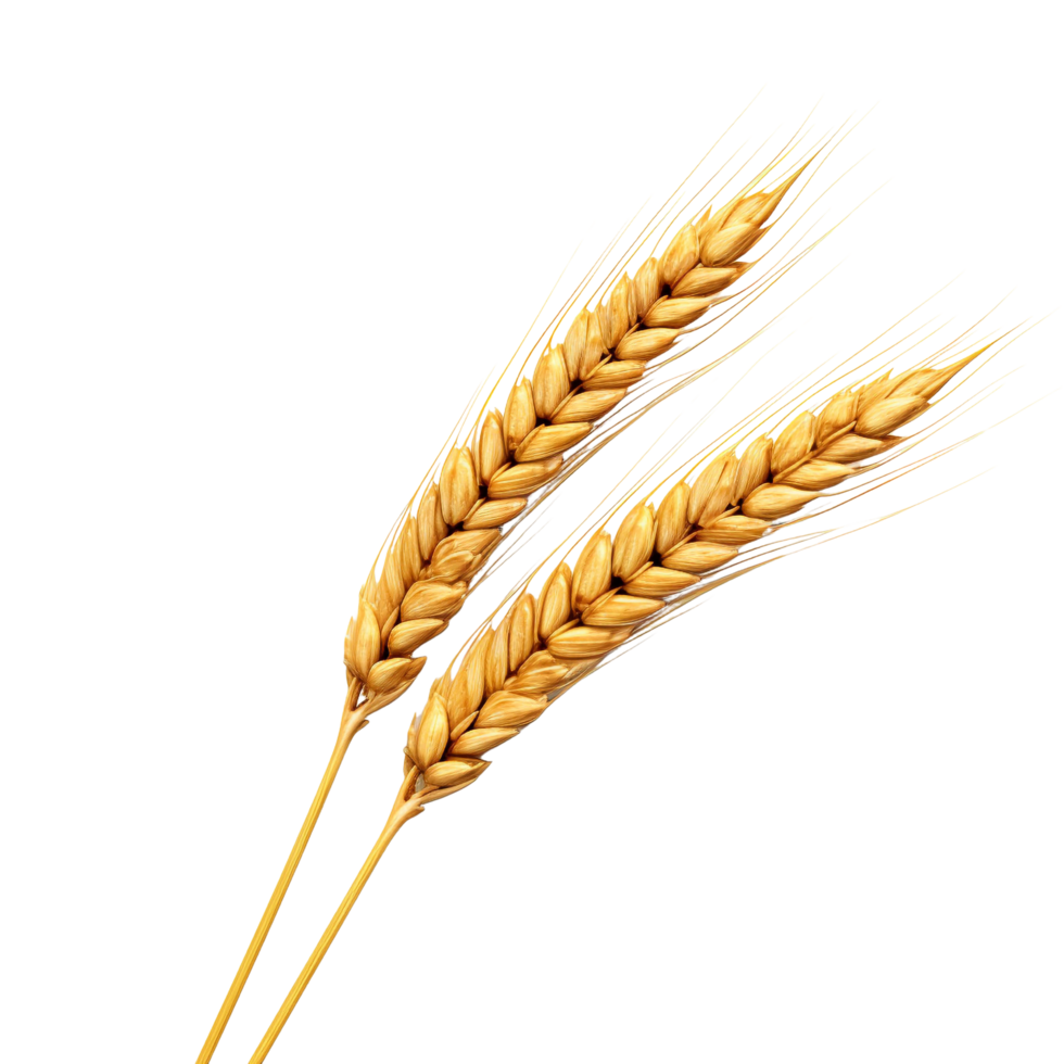 AI generated Golden wheat stalk clip art png