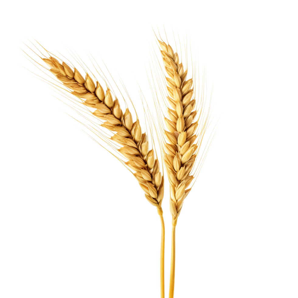 AI generated Golden wheat stalk clip art png