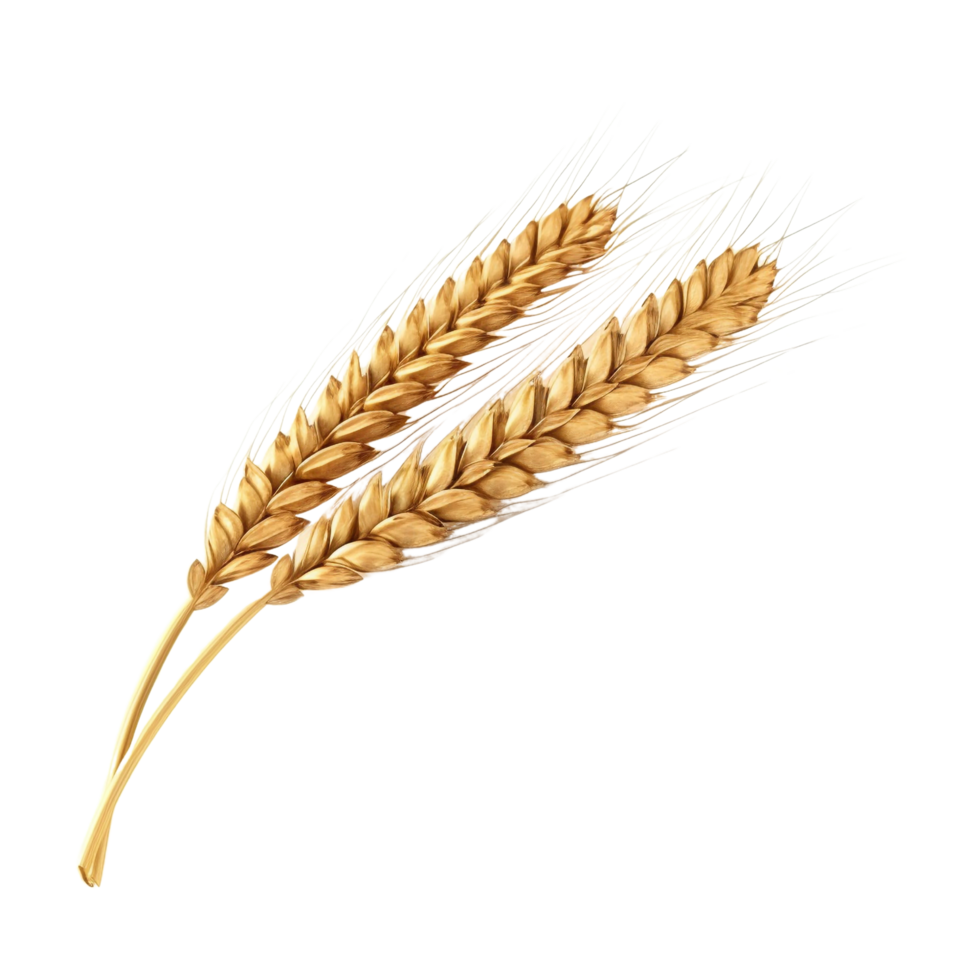 AI generated Golden wheat stalk clip art png