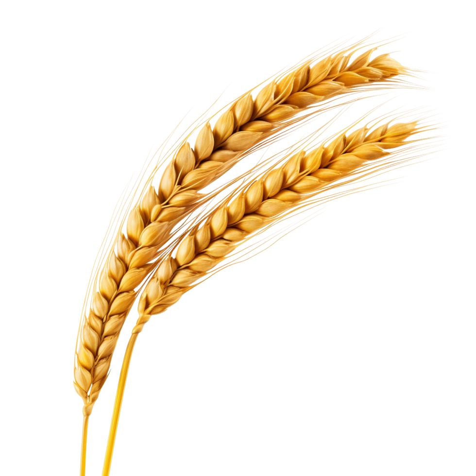 AI generated Golden wheat stalk clip art png