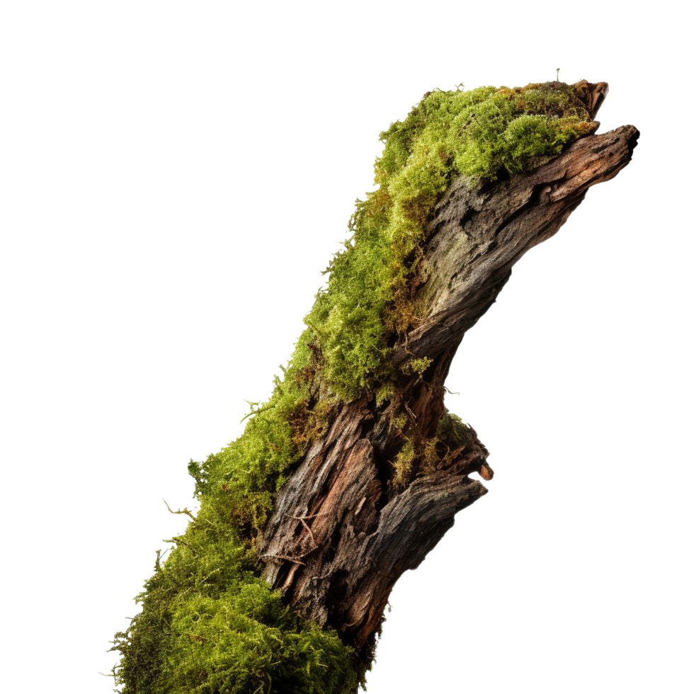 AI generated Green moss on rotten bark tree clip art png