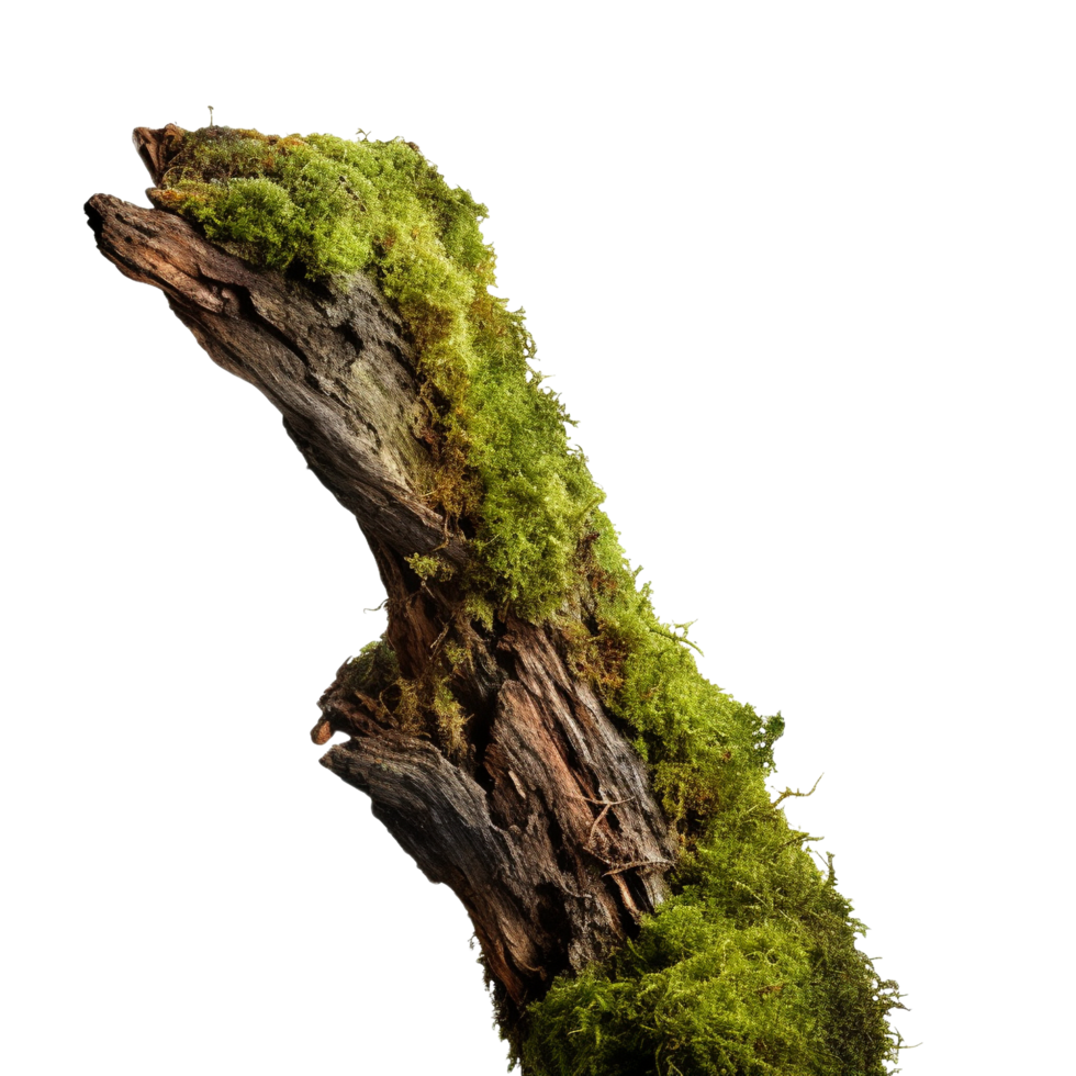 AI generated Green moss on rotten bark tree clip art png