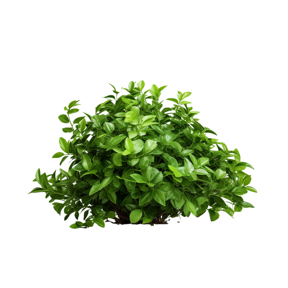 AI generated Green bush clip art png