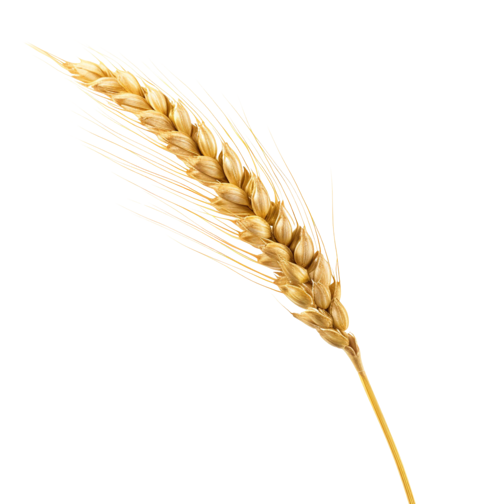 AI generated Golden wheat stalk clip art png