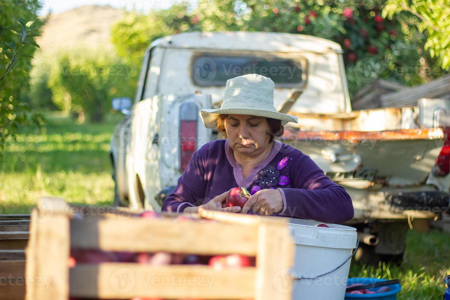 person in apple orchard, person in the garden photo