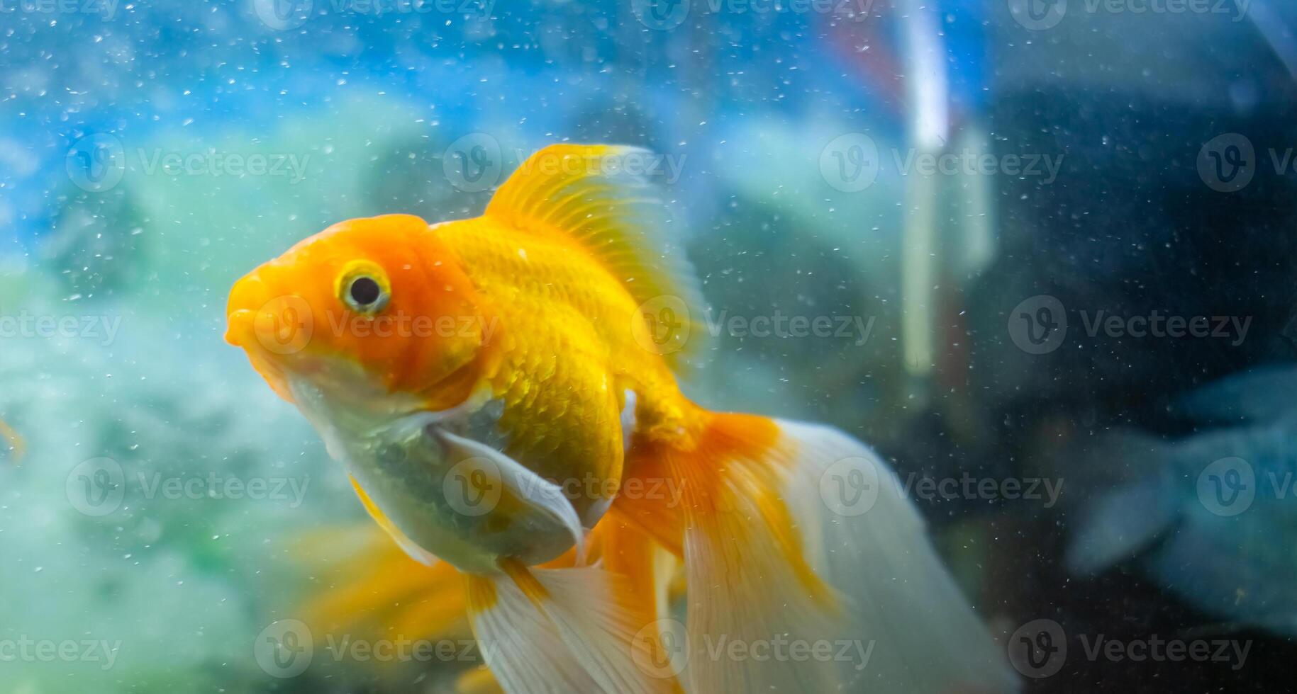 aquarium with fish, colored tropical fishes in aquarium, exotic fishes in aquarium photo