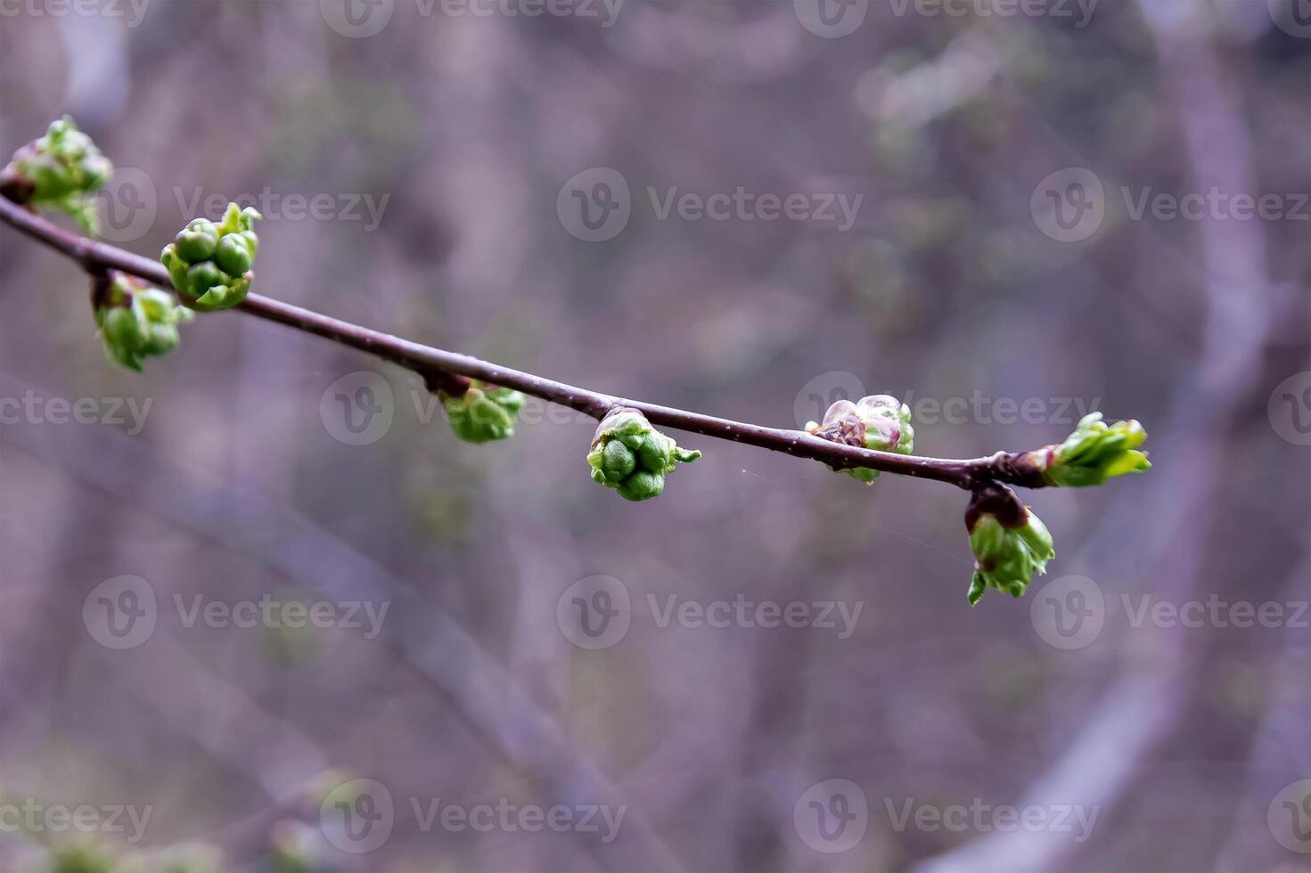 flores en primavera foto