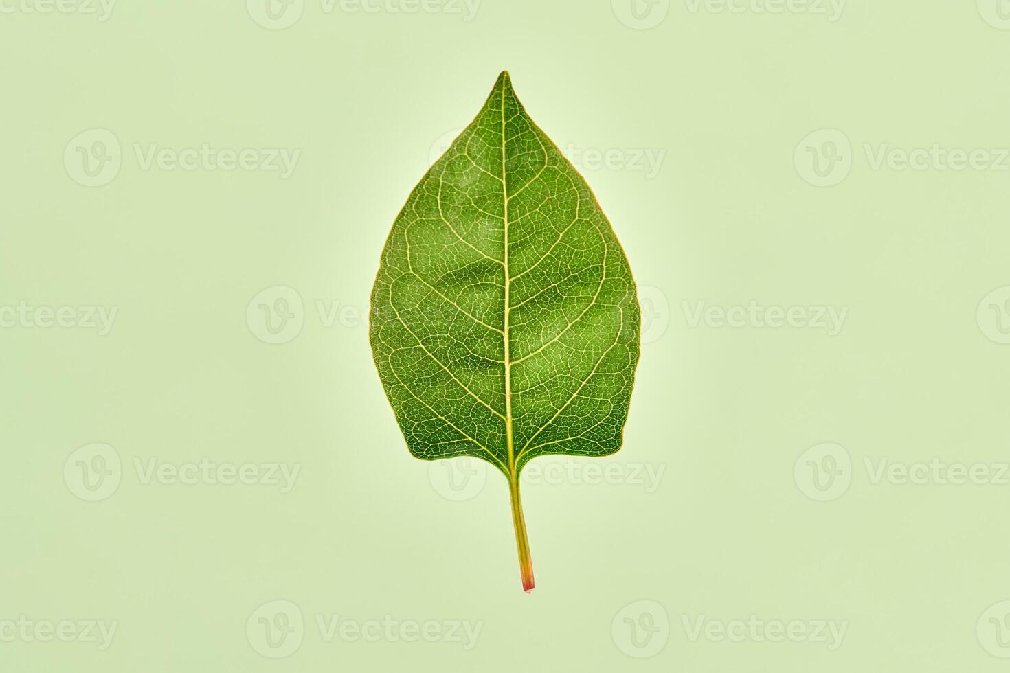 One green reynoutria leaf on light green background, detailed macro of reynoutria japonica leaf photo