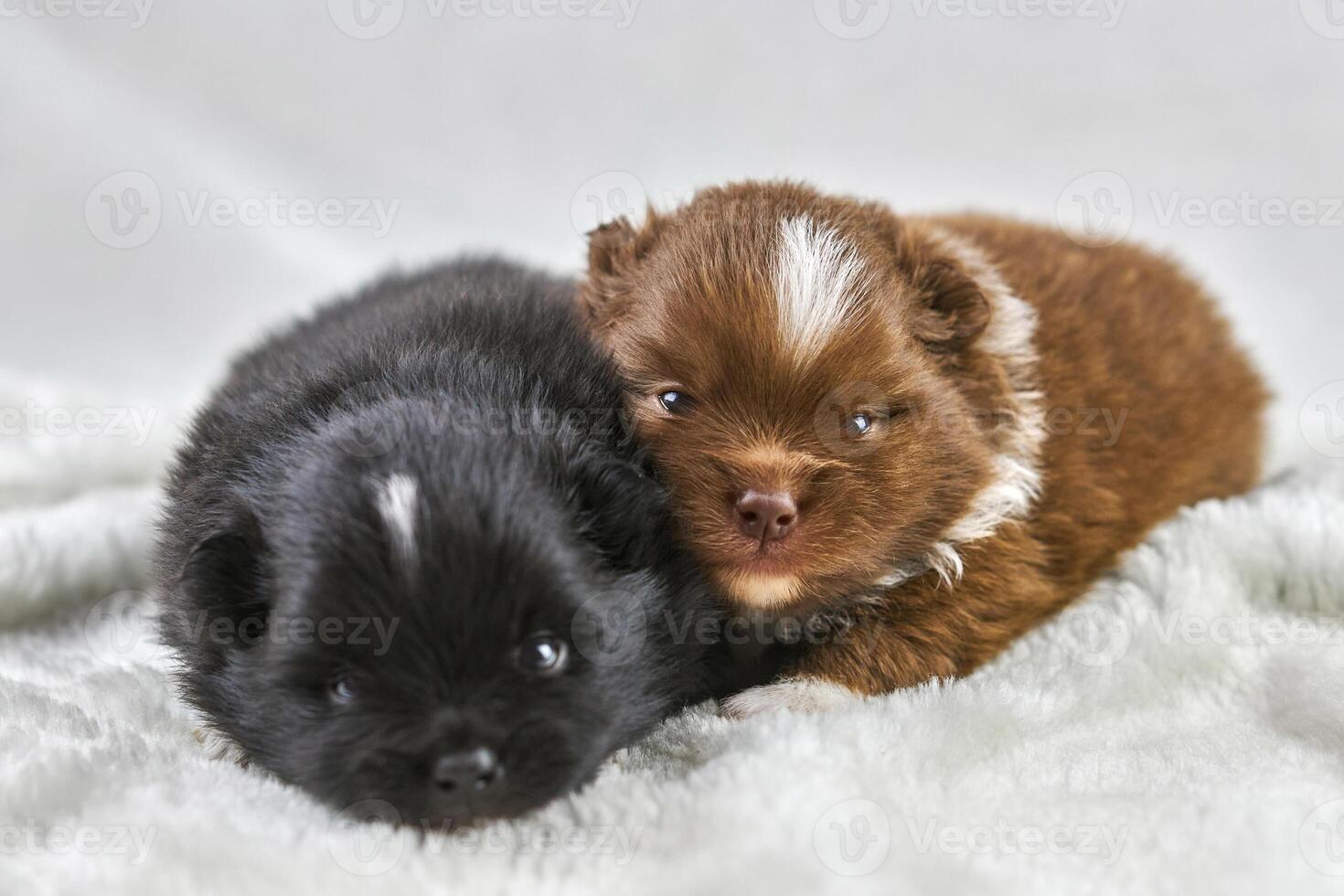 Two little Chihuahua puppies lying on soft white fabric, cute sleepy brown and black dogs breed photo