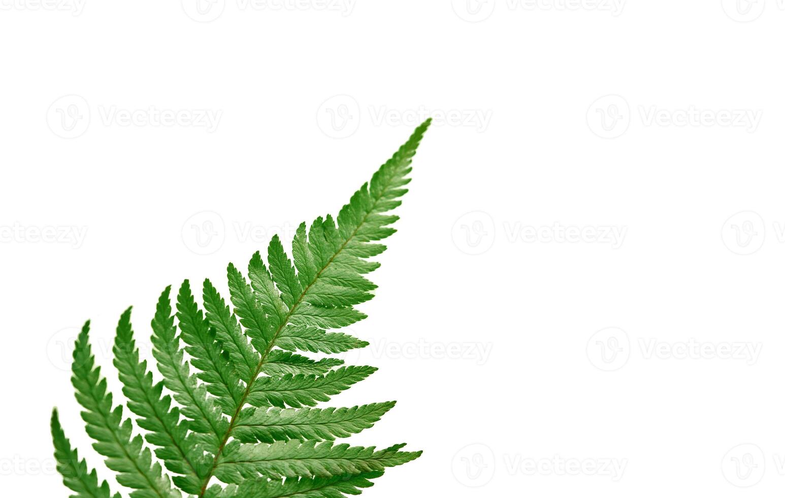Green fern branch isolated on white background, Polypodiopsida tropical jungle forest foliage plant photo