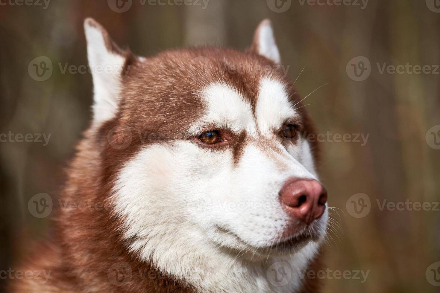 Siberian Husky dog portrait with brown eyes and red brown color, cute sled dog breed photo