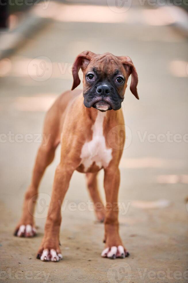 Boxer dog puppy full height portrait at outdoor park walking, footpath background photo