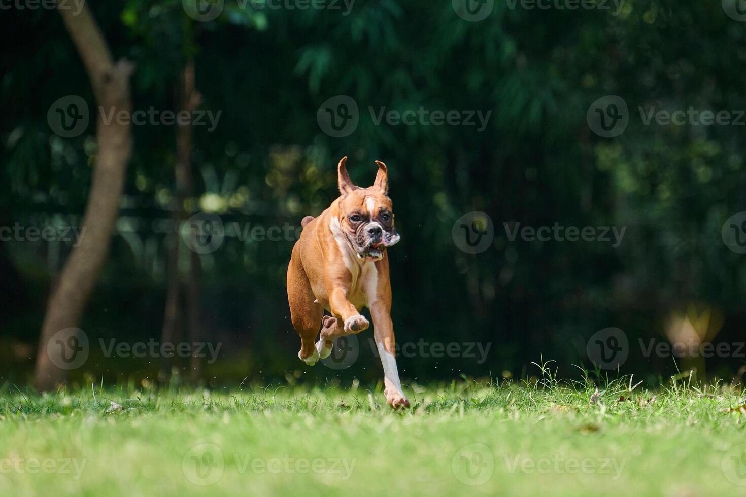 Boxer dog running and jumping on green grass summer lawn outdoor park walking with adult pet photo
