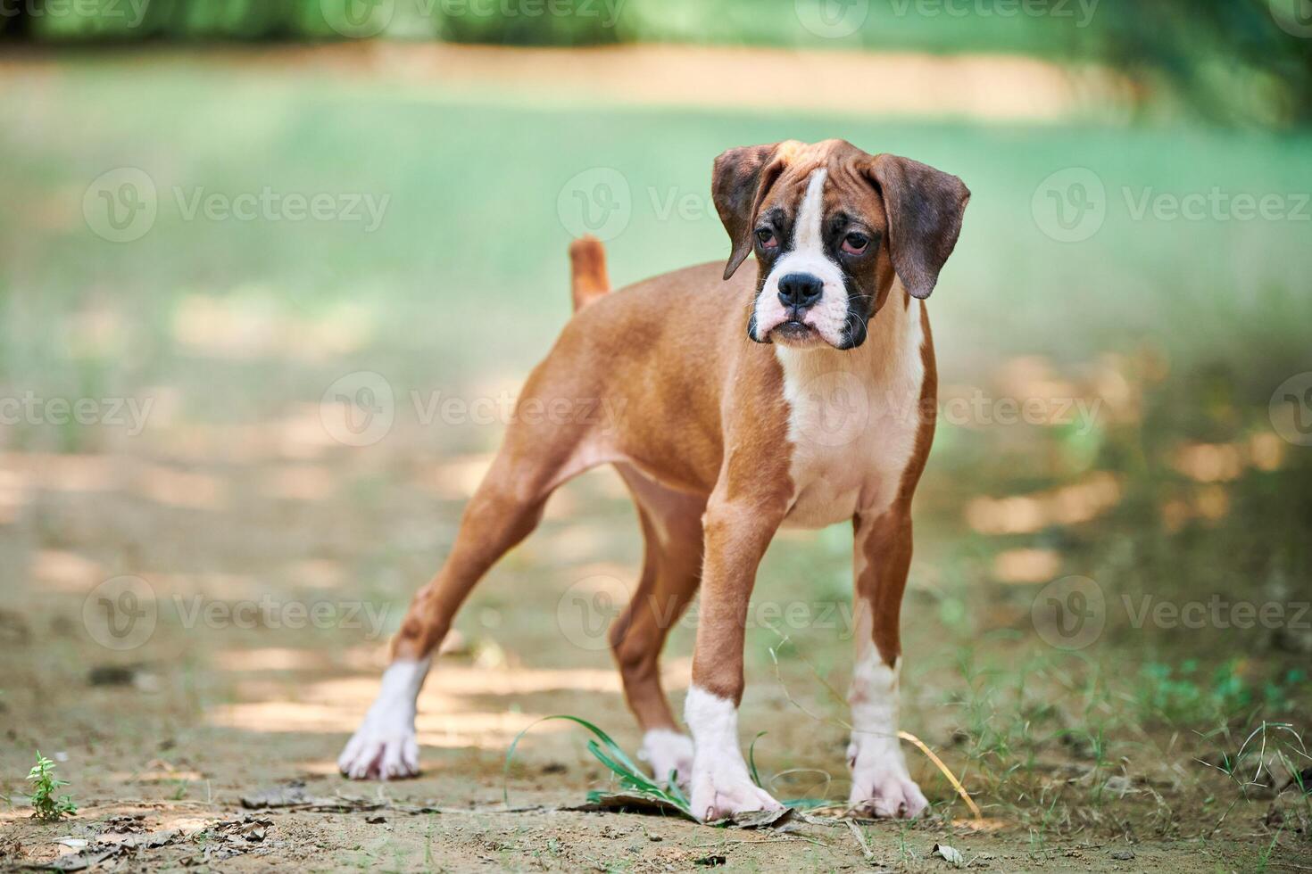 Boxer dog puppy full height portrait at outdoor park walking, green grass background photo