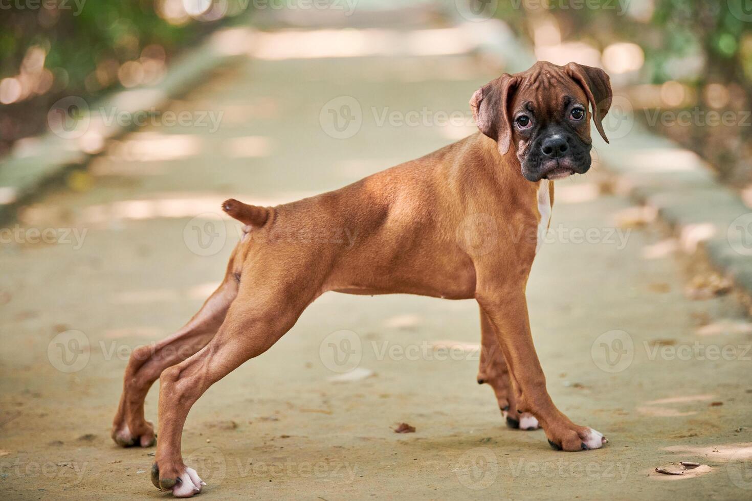 Boxer dog puppy full height portrait at outdoor park walking, green grass background photo