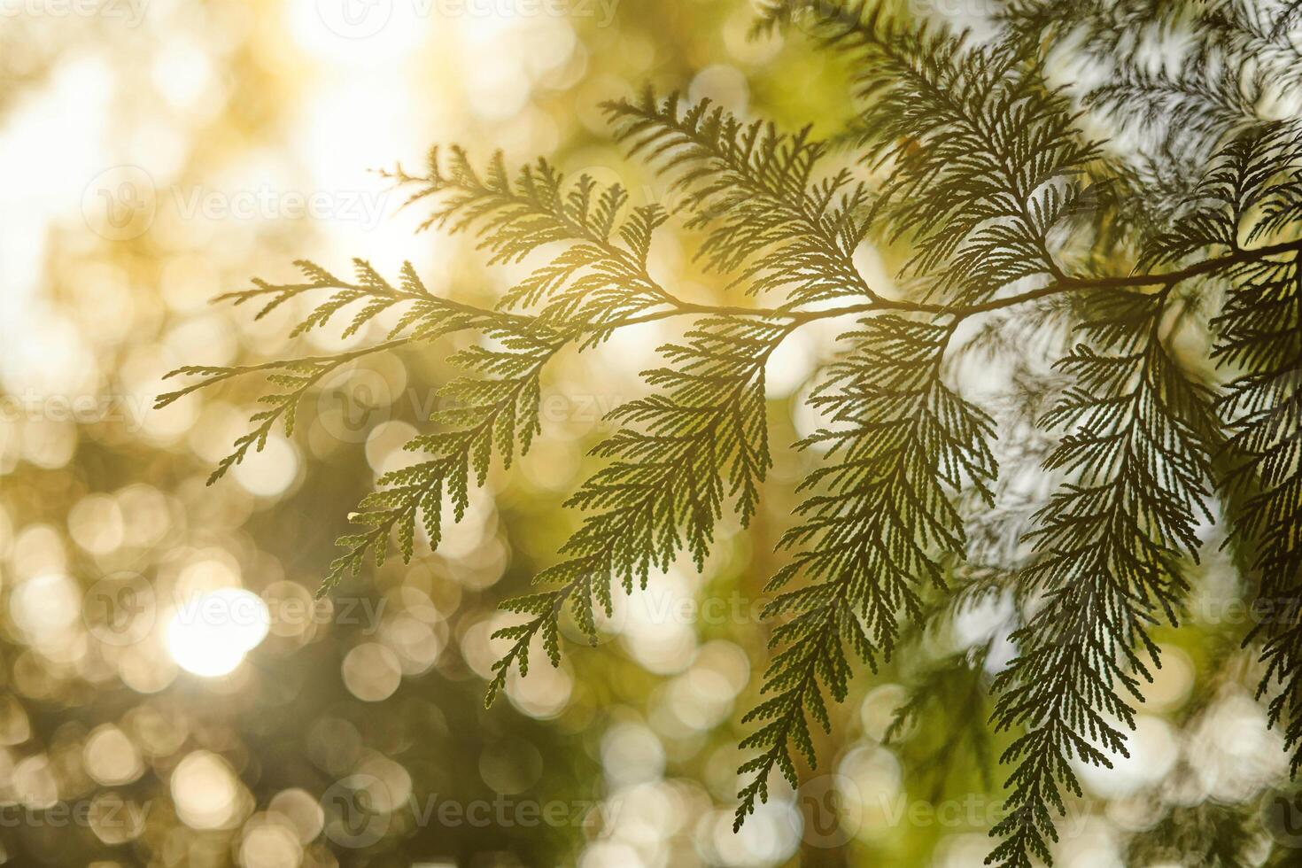Western red cedar tree branch foliage close up with green bokeh forest background photo