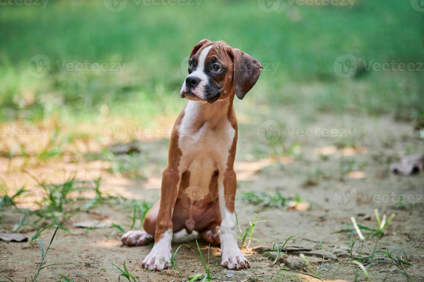 Boxer dog puppy full height portrait at outdoor park walking, green grass background photo