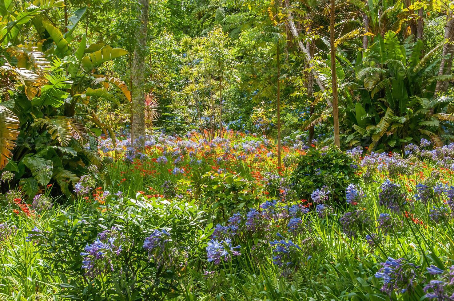 terra nostra parque en el azores es un grande botánico jardín con un enorme variedad de plantas y arboles y con lagos, corrientes y un piscina de volcánico origen foto