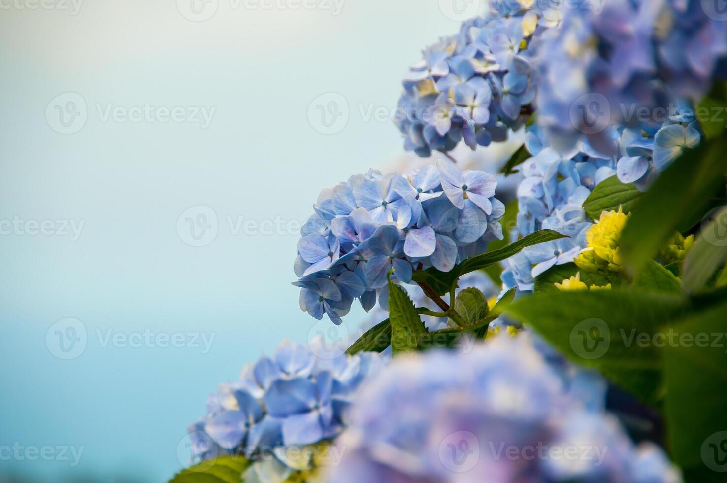 Hydrangeas are the typical flowers of the Azores Islands photo