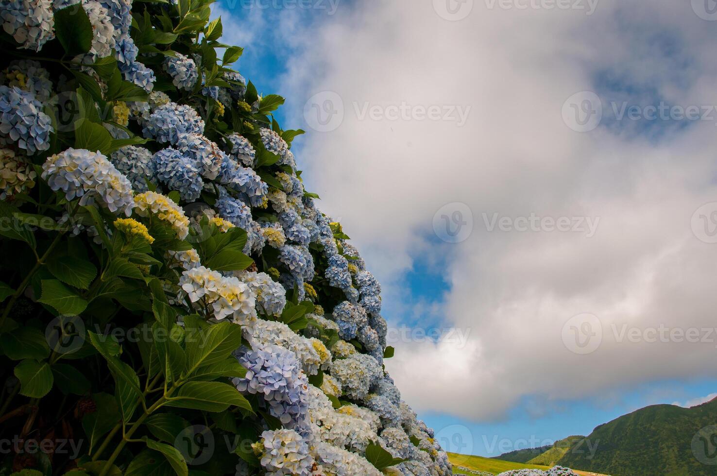 Hydrangeas are the typical flowers of the Azores Islands photo